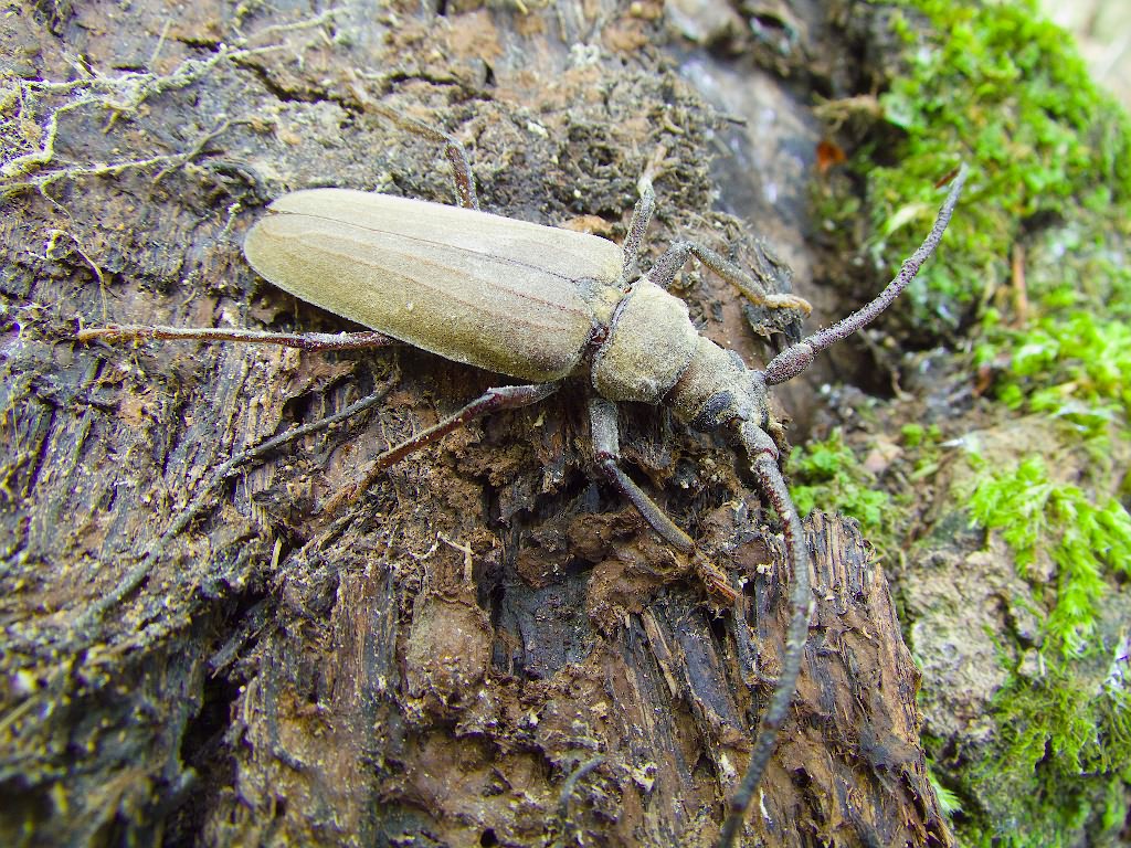 Aegosoma scabricorne (Scopoli, 1763)